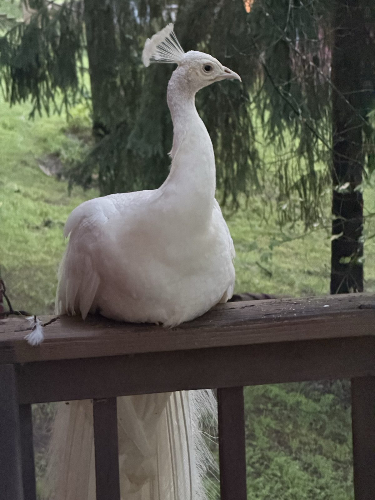 A white peacock perched on a wooden railing, its tail hanging down through the slats, woodland behind